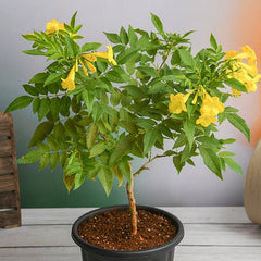 Tecoma, Goudichoudi (Yellow) - Plant