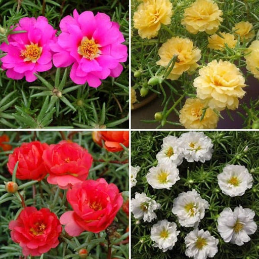 Portulaca Garden Pack (4 Plants + 4 Black Pots)