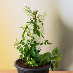 Ranjai Plant, Clematis heynei - Plant