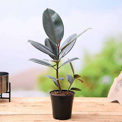 Rubber Tree, Rubber Plant, Ficus elastica (Black Prince, Burgundy) - Plant