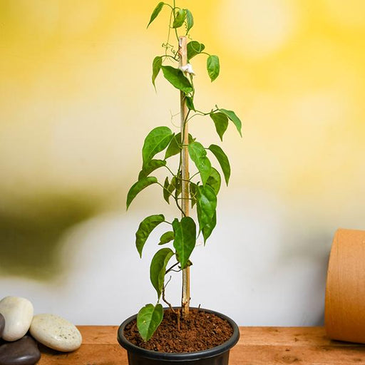 Sankrant Vel, Flame Vine - Plant