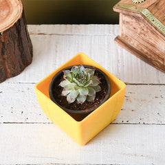 Sempervivum calcareum, Houseleek, Lakshmi Kamal - Succulent Plant