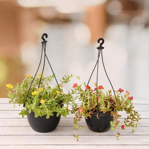 Set of 2 Adorable Portulaca Plants in Hanging Baskets