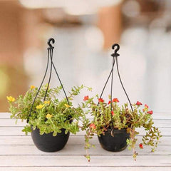 Set of 2 Adorable Portulaca Plants in Hanging Baskets