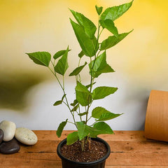 Shahtoot, Mulberry, Tuti (Small Leaves) - Plant