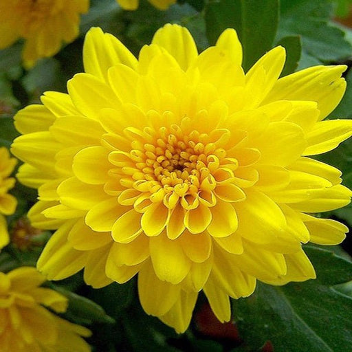 Shevanti, Chrysanthemum (Yellow) - Plant
