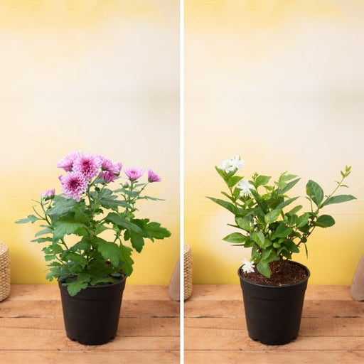 The Fragrant Beauties Pack