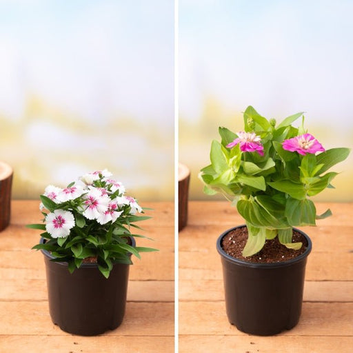 Winter Flower Plants Packs