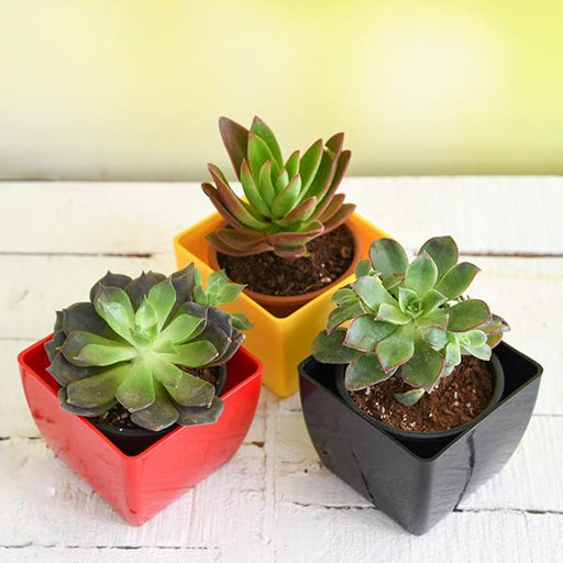 Top 3 succulent plants Pack