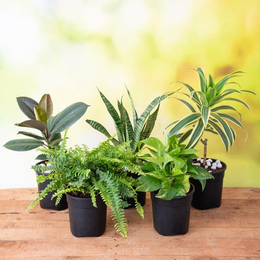 Top 5 Easiest to Grow Plants