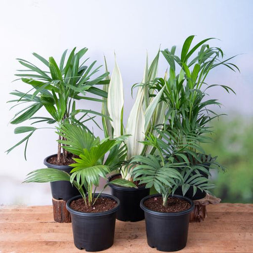 Top 5 Indoor Palm Plants Pack