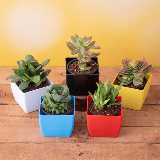 Top 5 Summer Succulent Plants Pack