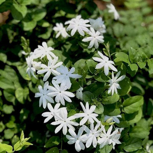 Kagda - Plant