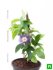 Krishna Kamal, Passion flower, Passiflora incarnata (Purple) - Plant