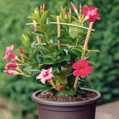 Mandevilla (Any Color) - Plant