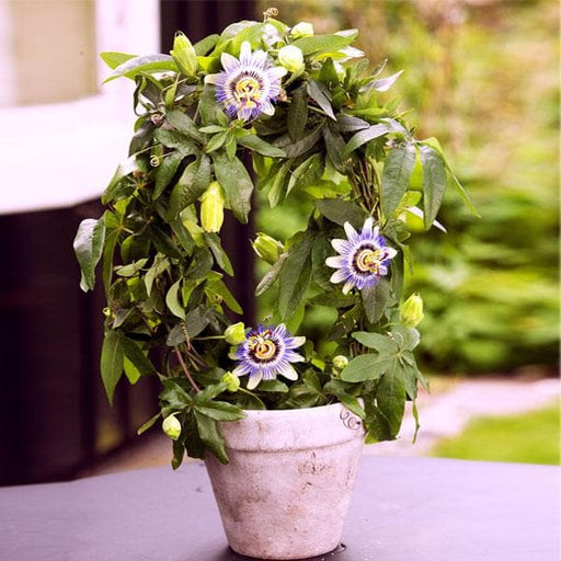 Passion Fruit Plant, Krishna Fal (Grown through seeds) - Plant