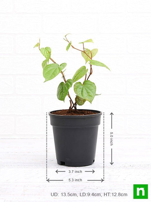 Piper Betel, Maghai Paan - Plant