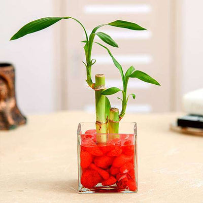 glass bottle for money plant Money Plant in Decorative Glass Bottle – Loveforplants
