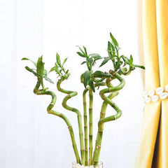 30 cm Spiral Stick Lucky Bamboo Plant - (Pack of 6)