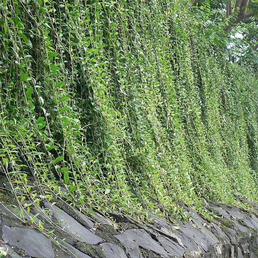 Curtain creeper, Vernonia creeper, Parda bel - Plant
