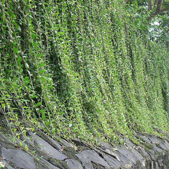 Curtain creeper, Vernonia creeper, Parda bel - Plant