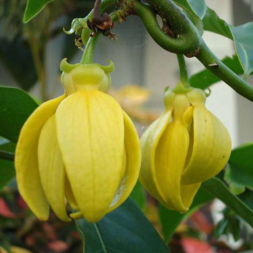 Hari champa, Artabotrys hexapetalus, Champa (Green) - Plant