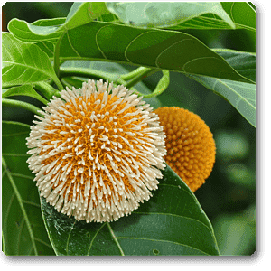 Kadamba, Tree of Satabisha Nakshatra, Aquarius or Kumbha Rashi - Plant