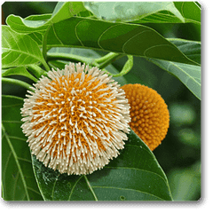 Kadamba, Tree of Satabisha Nakshatra, Aquarius or Kumbha Rashi - Plant