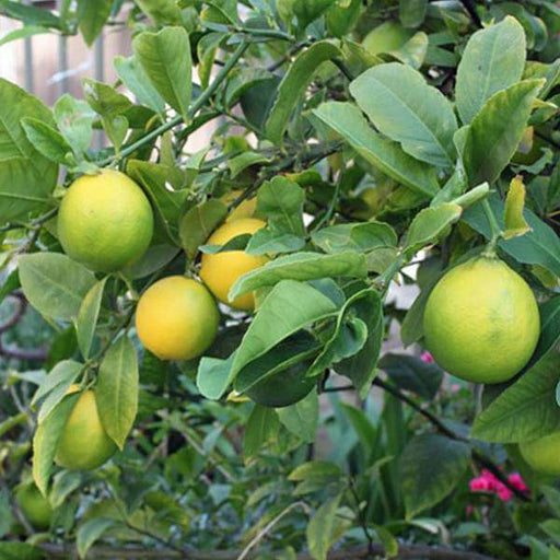 Nimboo, Lemon Tree (Seedless) - Plant