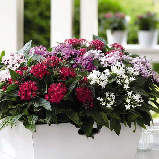 Pentas (Any Color) - Plant