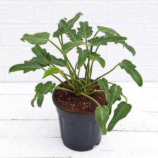 Philodendron xanadu Green - Plant