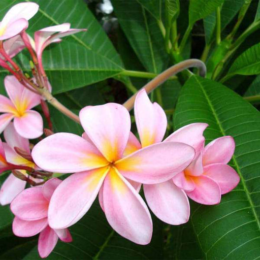Plumeria, Champa (Pink) - Plant