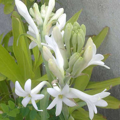 Rajnigandha, Tuberose - Plant