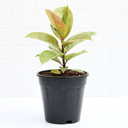 Rubber Tree, Rubber Plant, Ficus elastica (Shivereana) - Plant