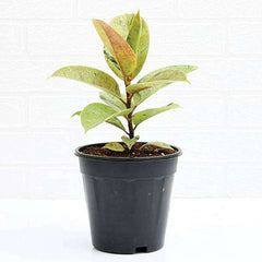 Rubber Tree, Rubber Plant, Ficus elastica (Shivereana) - Plant