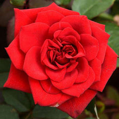 Scented rose (Any Variety, Any Color) - Plant