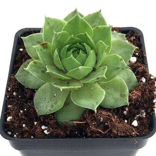 Sempervivum Green Wheel, Houseleek, Lakshmi Kamal - Succulent Plant