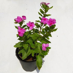 Vinca, Catharanthus roseus (Any Color) - Plant