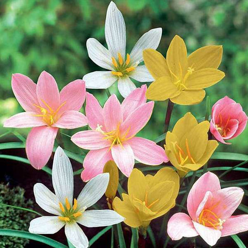 Zephyranthes Grandiflora, Rain Lily (Any Color) - Plant