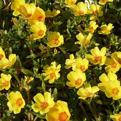 Portulaca, 10 O Clock (Yellow) - Plant