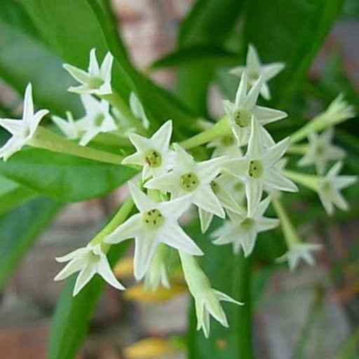 Raat Ki Rani, Raat Rani, Night Blooming Jasmine - Plant