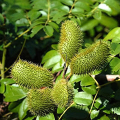 Sagargota / Bonduc nut baby plant in nursery pot