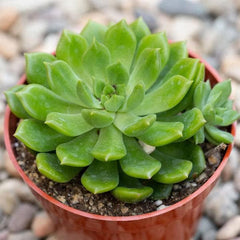 Sedeveria Green Rose - Succulent Plant
