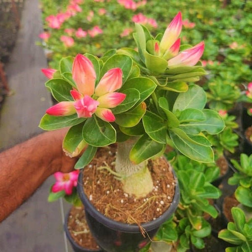 Set of 2 Bonsai Looking Grafted Adeniums