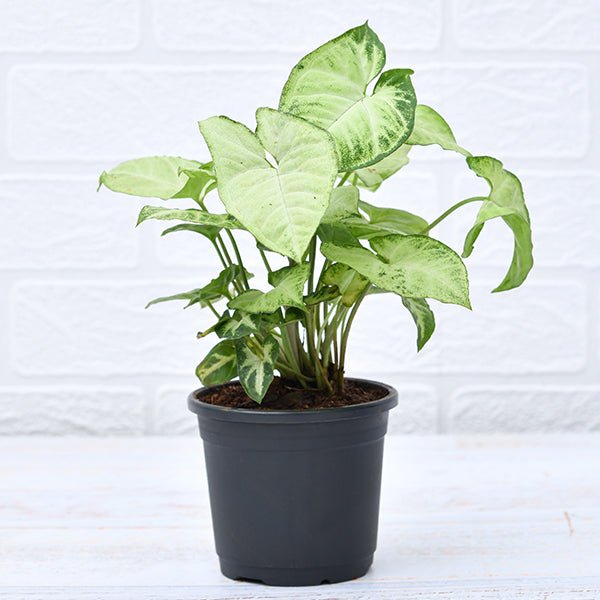 Syngonium baby plant in nursery pot