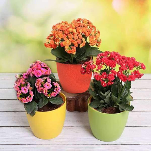 Top 3 Beautiful Kalanchoe Flowers of the Season