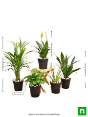 Top 5 air purifier and oxygen enriching plant pack