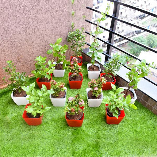 Transform a Sunny Balcony with Perennial Flowering and Foliage Garden Plants