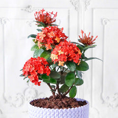 Exora baby plant in nursery pot