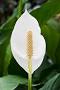 Glossy, deep-green leaves and elegant white “flowers” (spathes) that brighten low-light corners—great for homes, offices, and shop displays.
